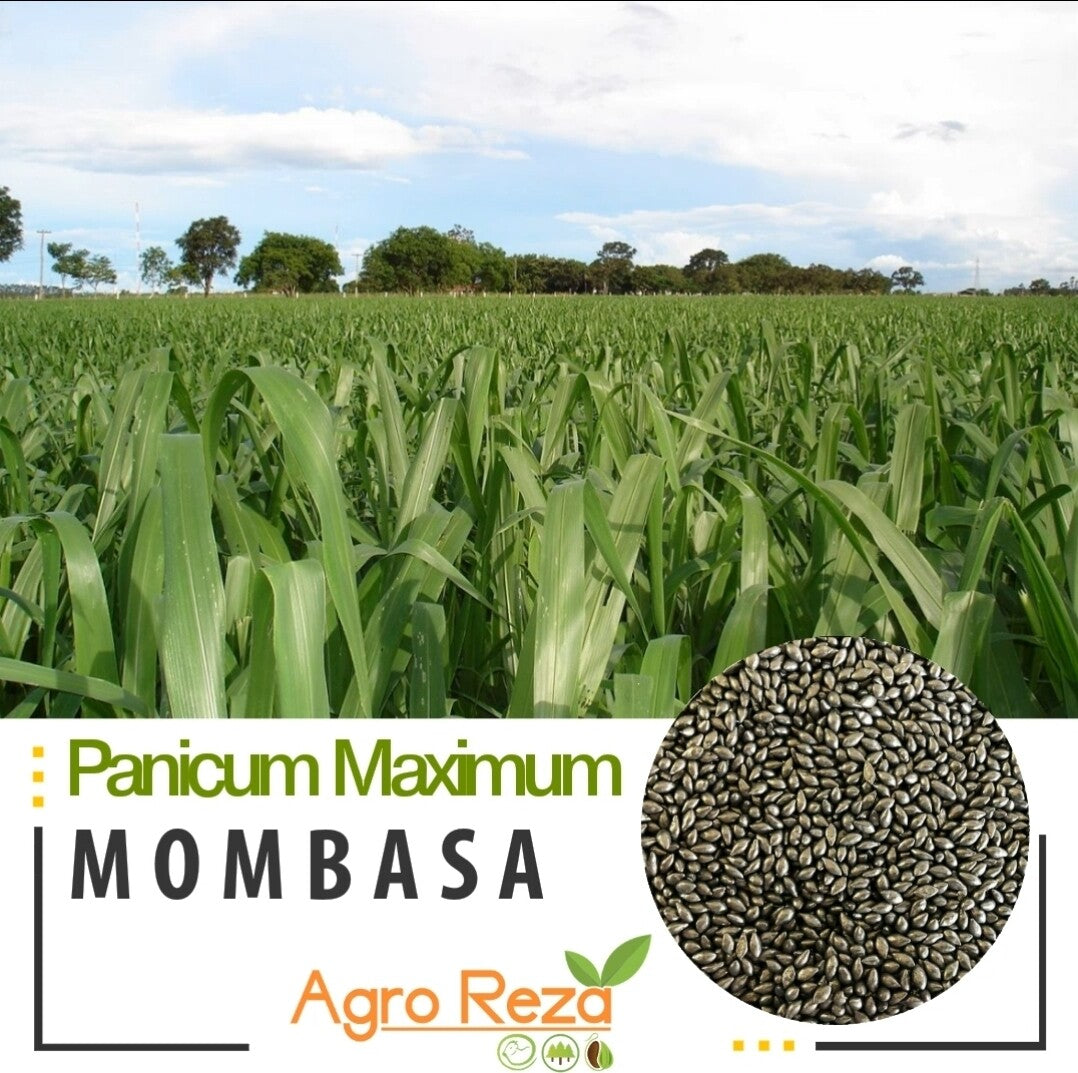 Pasto Mombasa establecido en pradera para ganadería