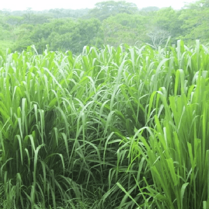 🌱Semilla de Pasto Tanzania (Panicum maximum cv. Tanzania) – Forraje de Alto Rendimiento