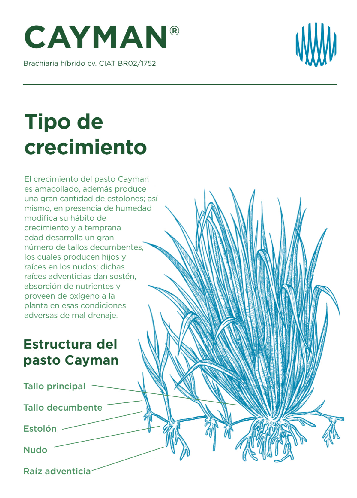 Semilla de Pasto Cayman (Brachiaria híbrido) – Forraje para Suelos Húmedos de Alto Rendimiento