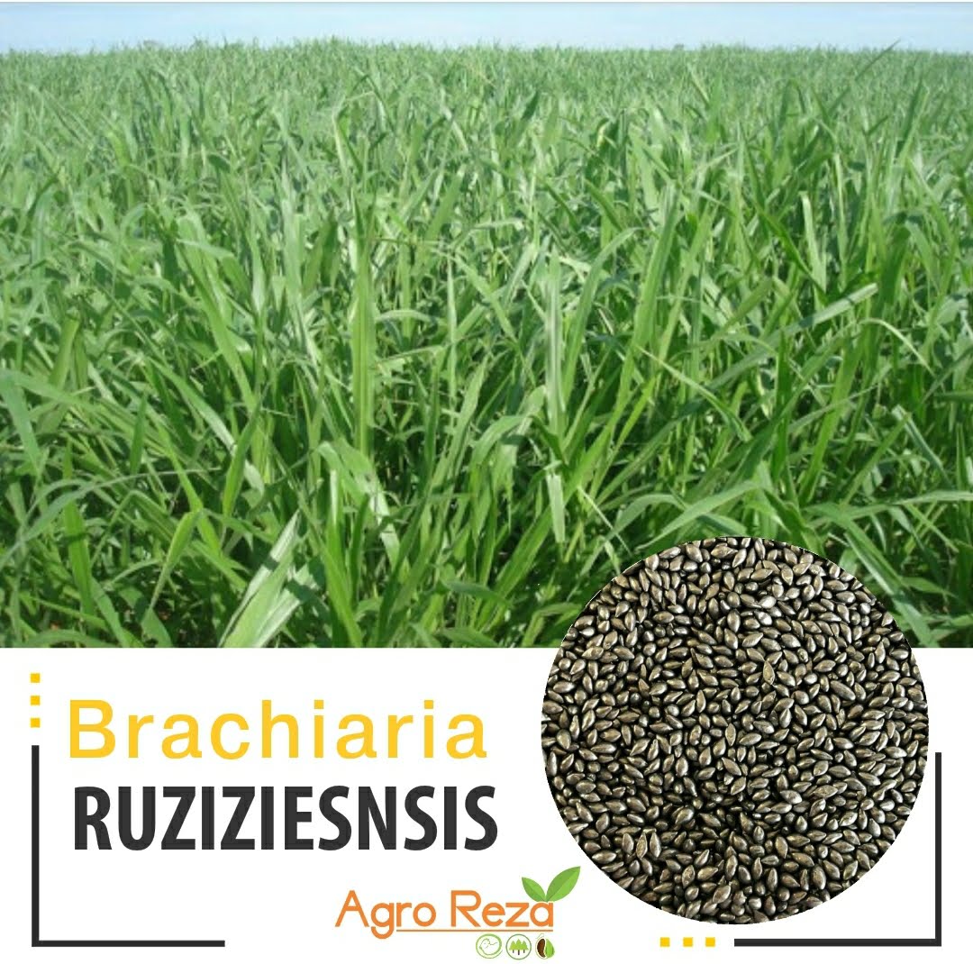 🌱Semilla de Pasto Ruziziensis (Brachiaria ruziziensis) – Forraje Tropical de Rápido Establecimiento
