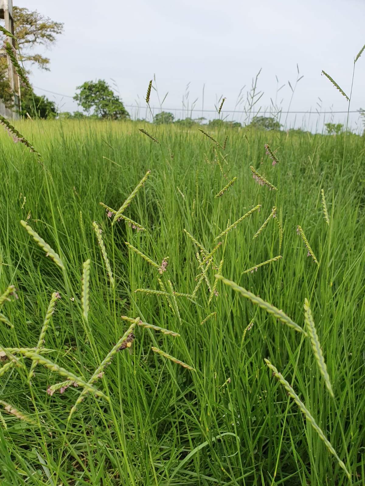 Semilla de Pasto Humidicola (Brachiaria humidicola) – Forraje de Alta Adaptación en Suelos Ácidos