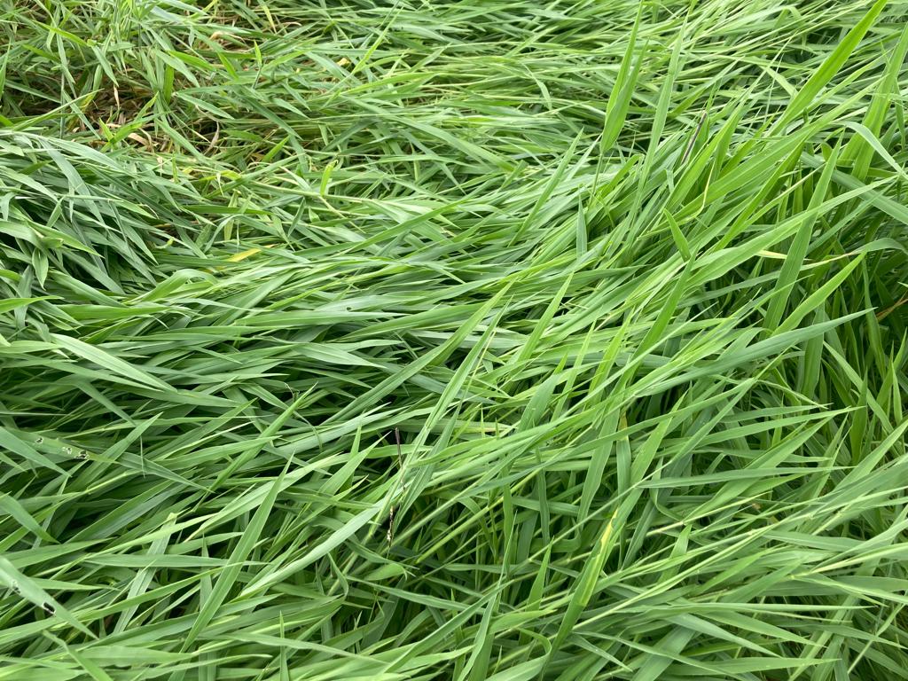 🌱Semilla de Pasto Ruziziensis (Brachiaria ruziziensis) – Forraje Tropical de Rápido Establecimiento