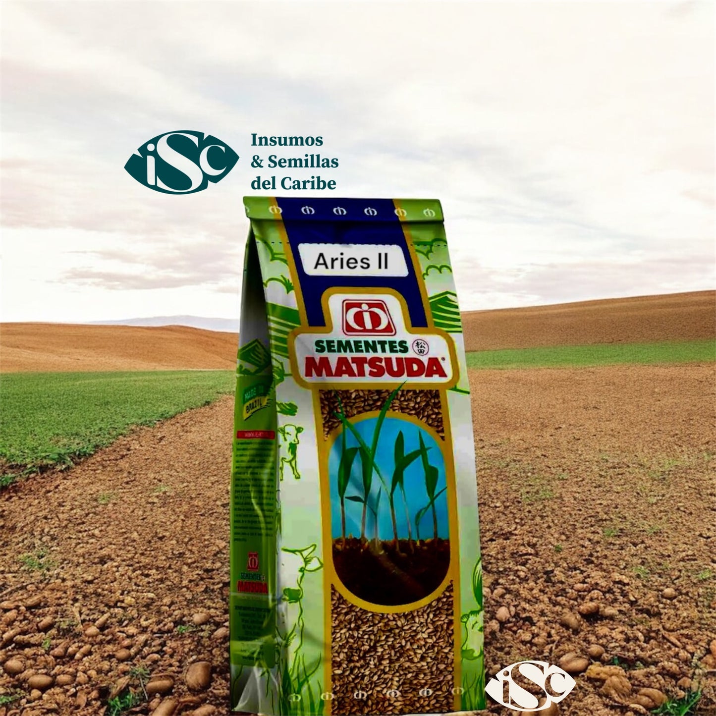 Semilla de Pasto Panicum Áries II – Alto rendimiento para pastoreo, corte y ensilaje