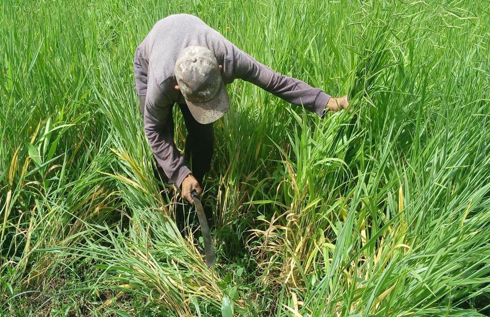 Semilla de Pasto Brachiaria híbrido Cobra (IPR 139) – Alto rendimiento y tolerancia a humedad