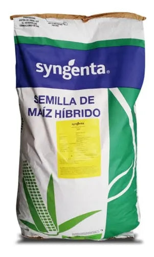 Maiz synko syngenta 60.000 Semillas