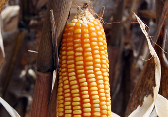 Maíz híbrido SV1035 60.000 Semillas