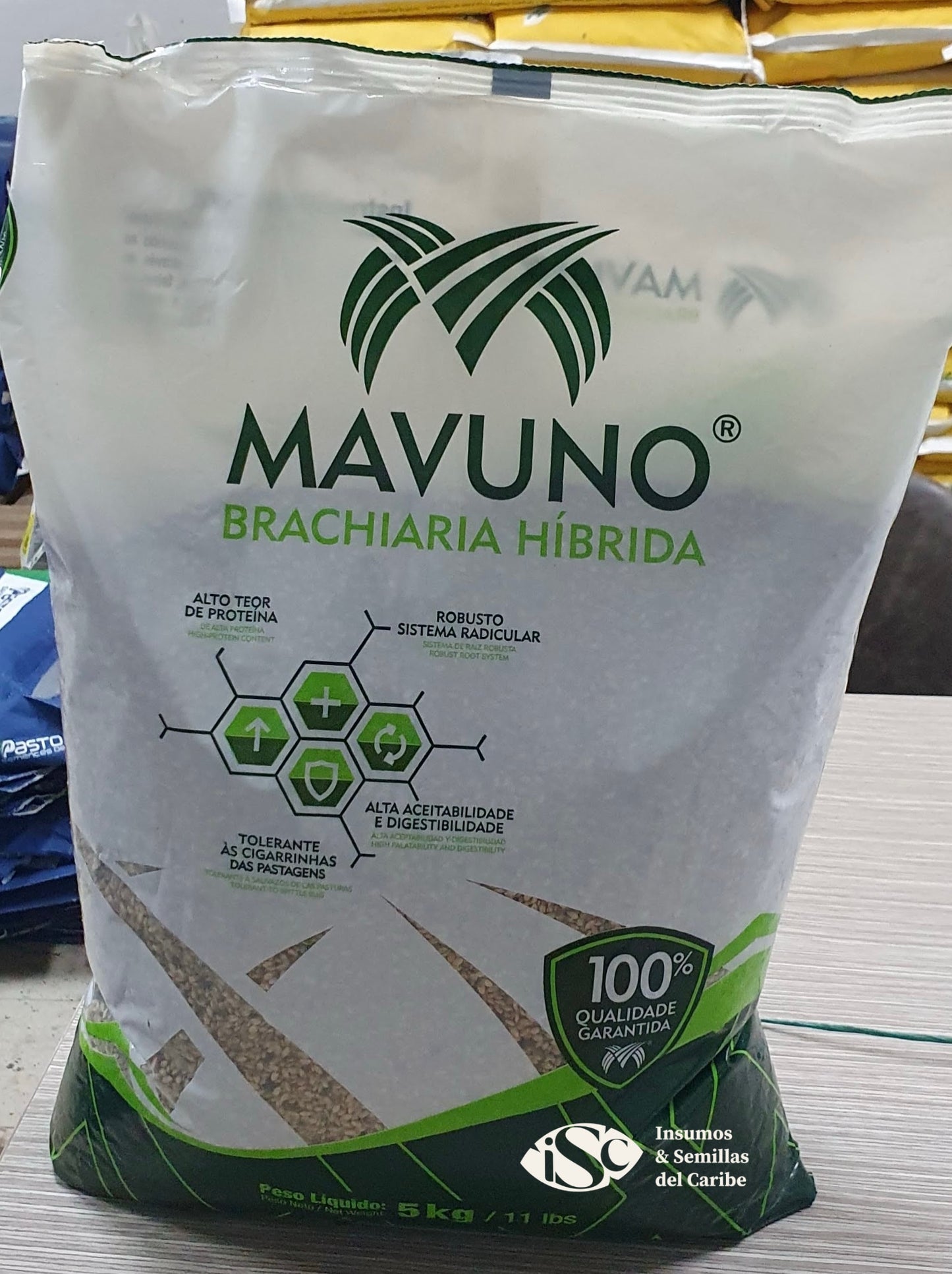 Semilla de Pasto Mavuno (Brachiaria híbrido) – Forraje de Alta Productividad para Carne y Leche