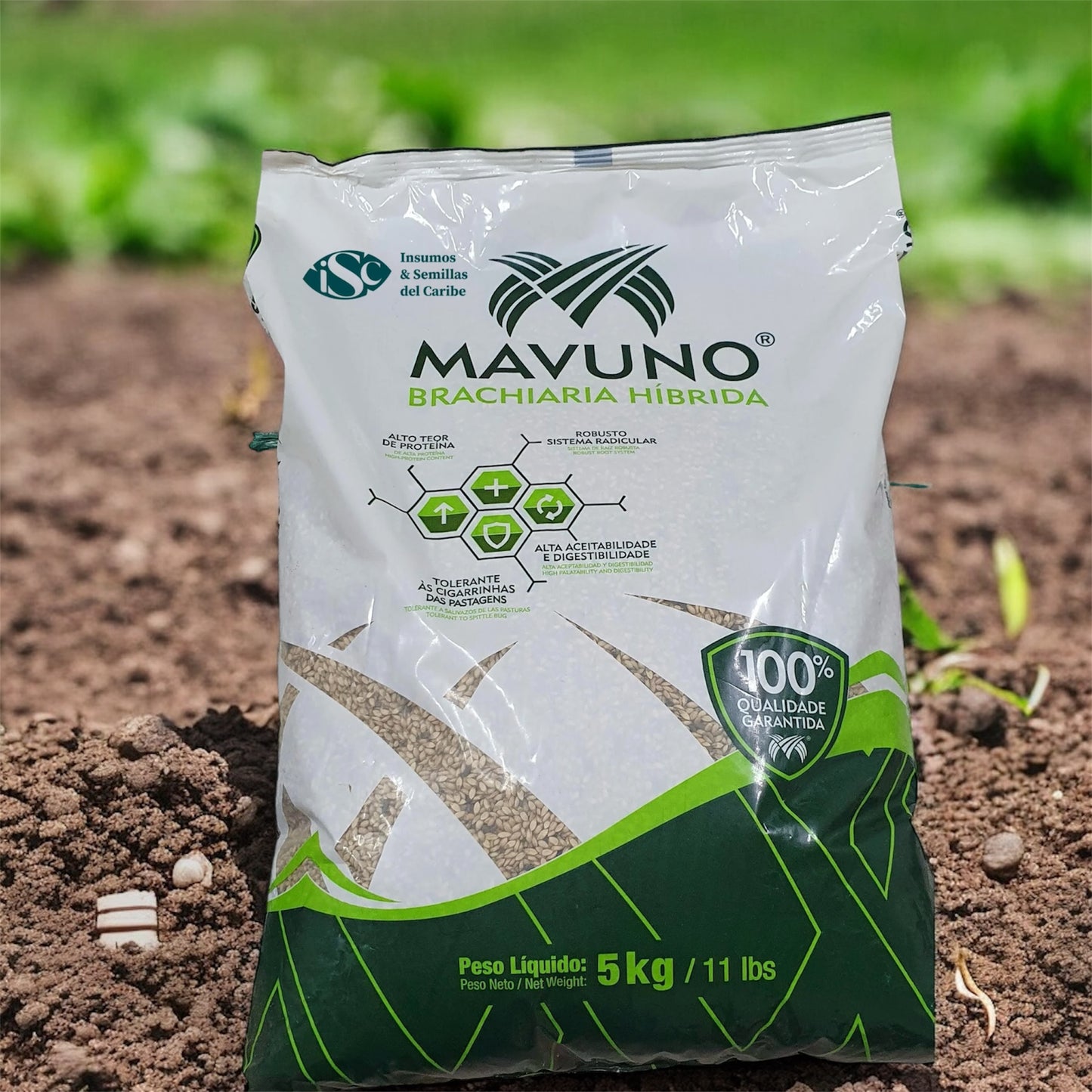 Semilla de Pasto Mavuno (Brachiaria híbrido) – Forraje de Alta Productividad para Carne y Leche