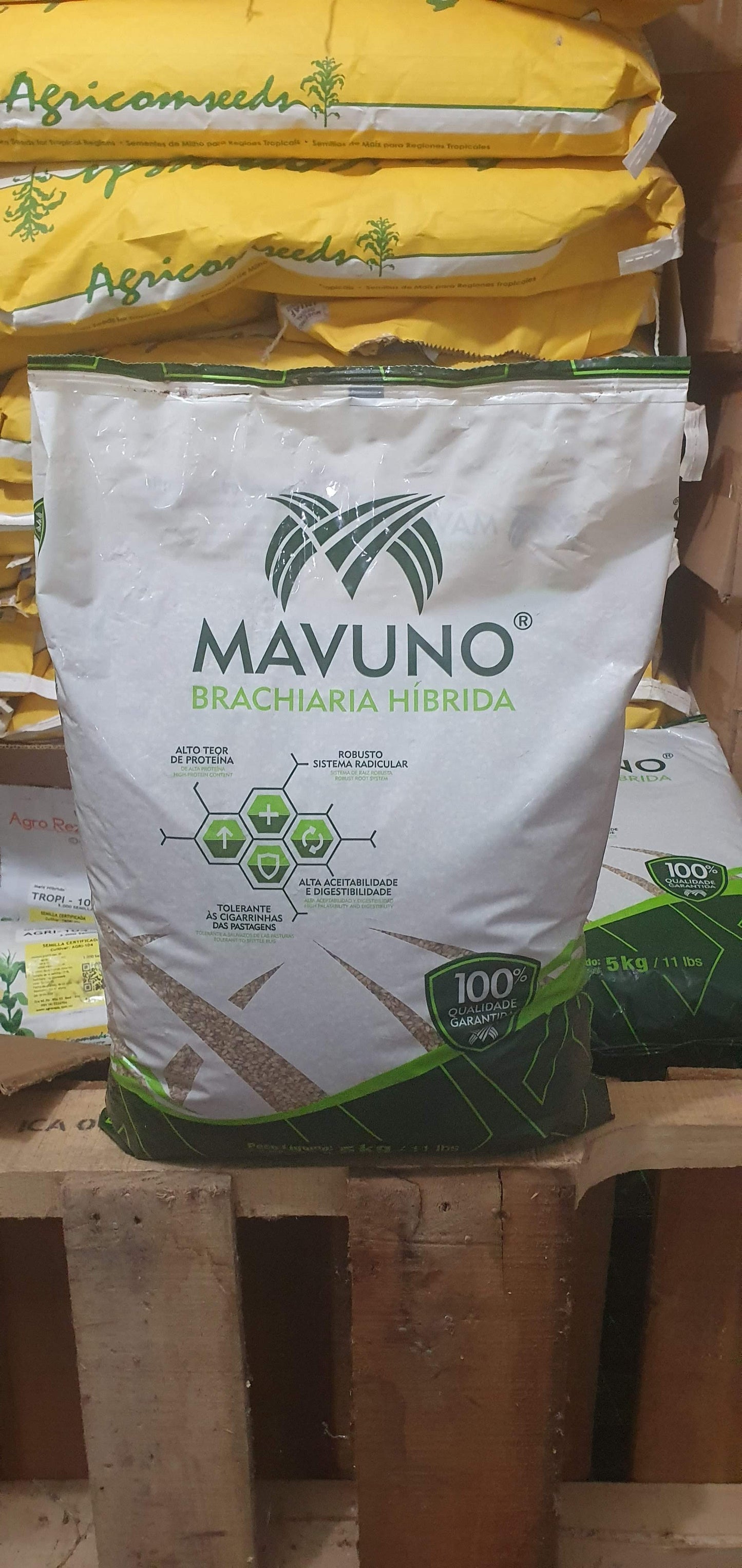 Semilla de Pasto Mavuno (Brachiaria híbrido) – Forraje de Alta Productividad para Carne y Leche
