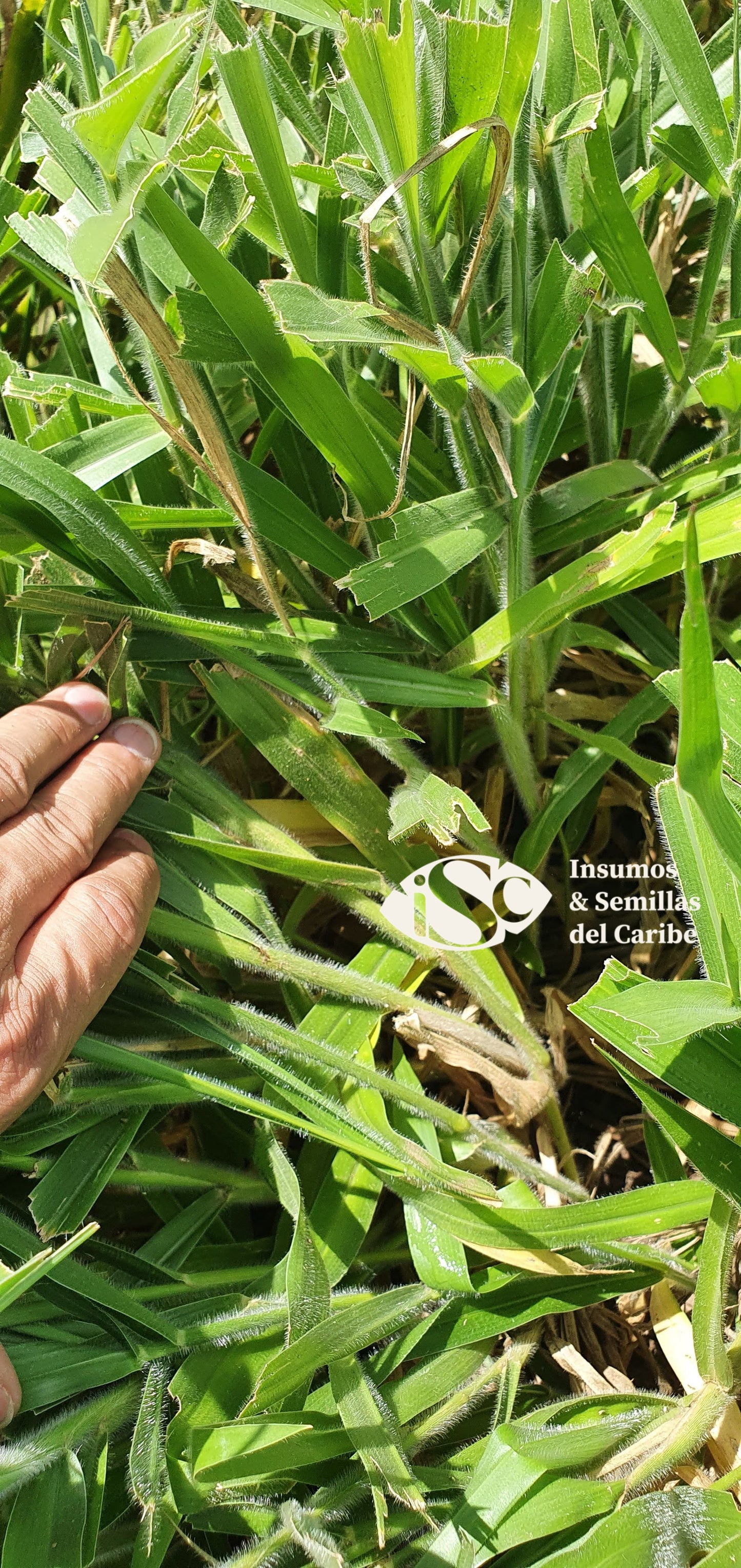 Semilla de Pasto Mavuno (Brachiaria híbrido) – Forraje de Alta Productividad para Carne y Leche