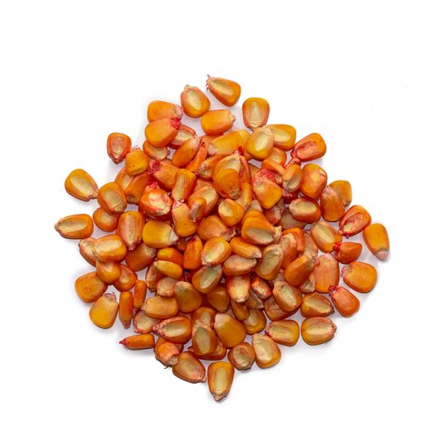 Maíz variedad ICA 305 1 Kg