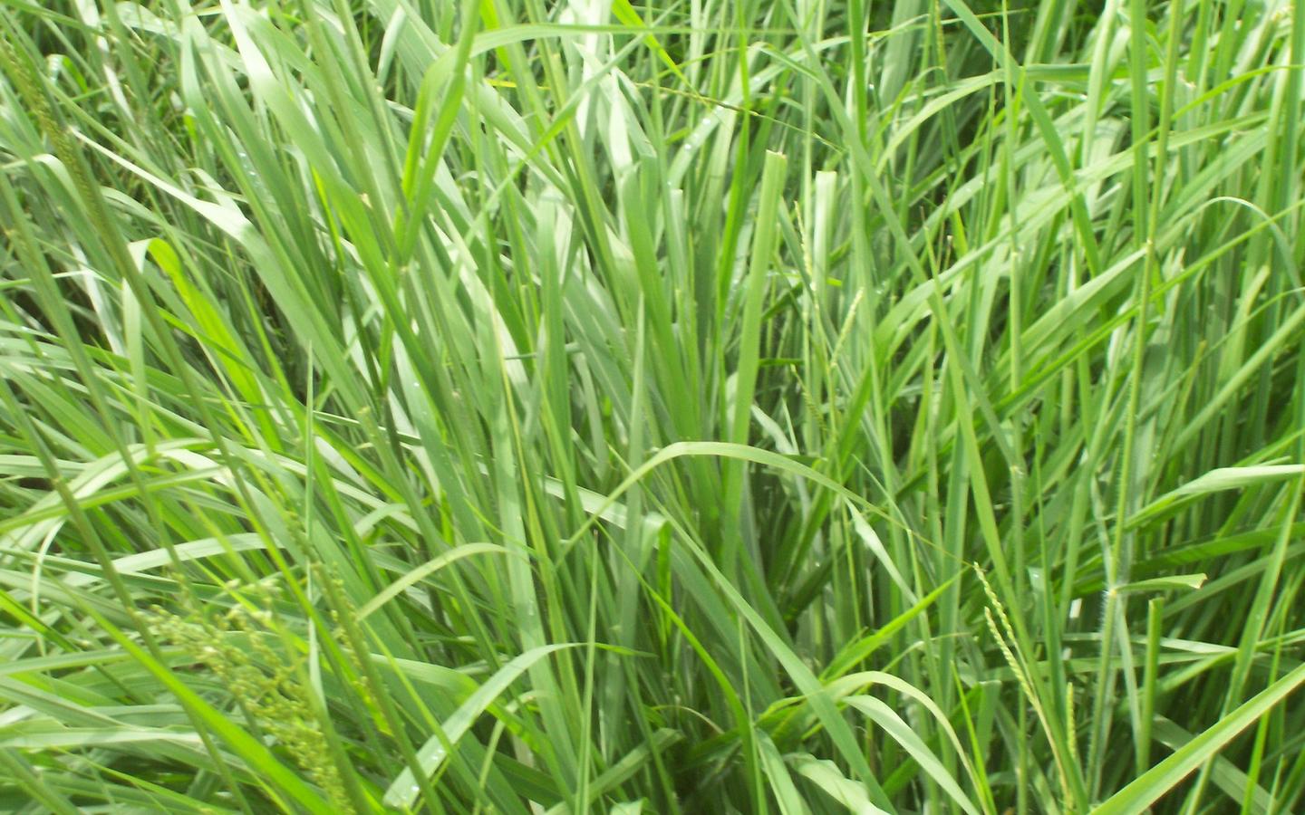 Semilla de Pasto Massai (Panicum maximum) – Alto rendimiento y tolerancia a sequía