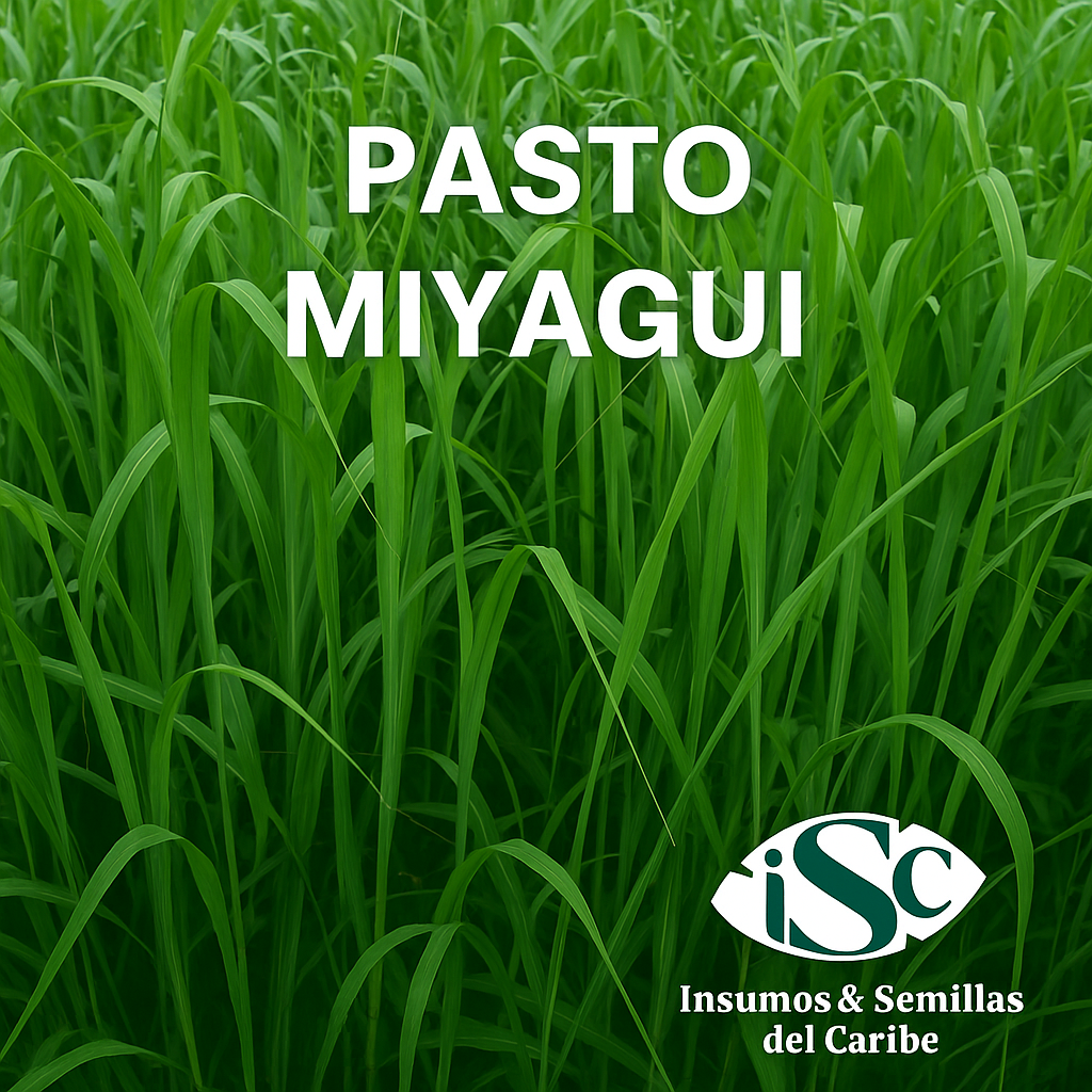 Semilla de Pasto Miyagui – Brachiaria brizantha MG-5 (Xaraés) para Carne y Leche