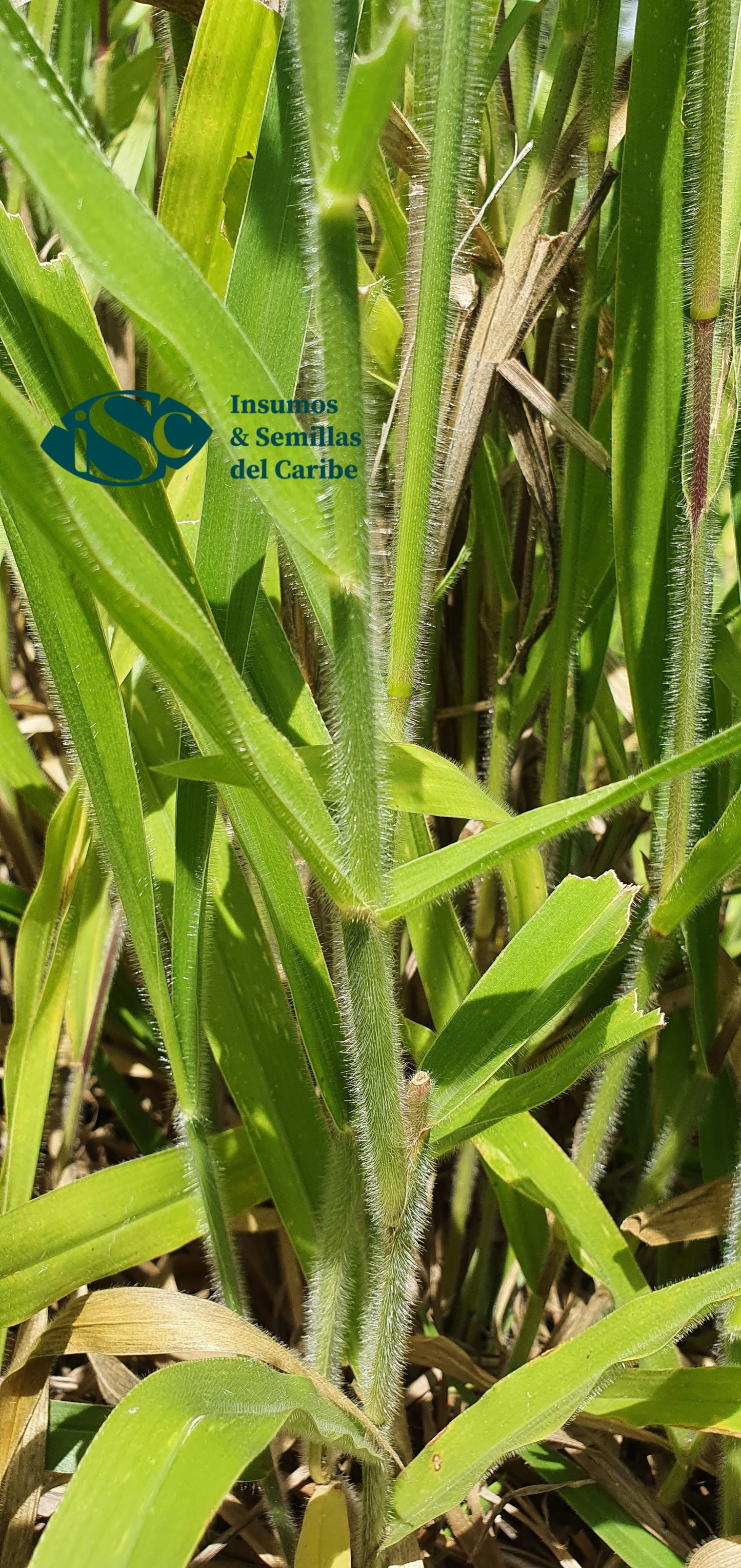 Semilla de Pasto Mavuno (Brachiaria híbrido) – Forraje de Alta Productividad para Carne y Leche