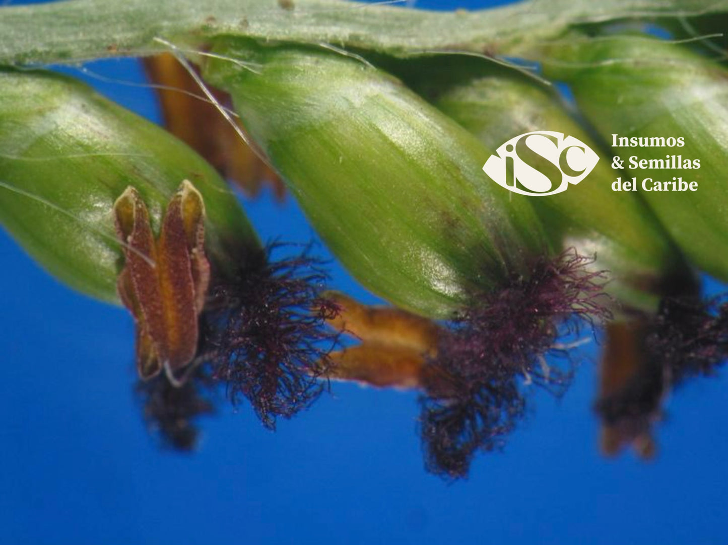 🌱Semilla de Pasto Brizantha Piatá – Forraje Tropical de Alto Rendimiento