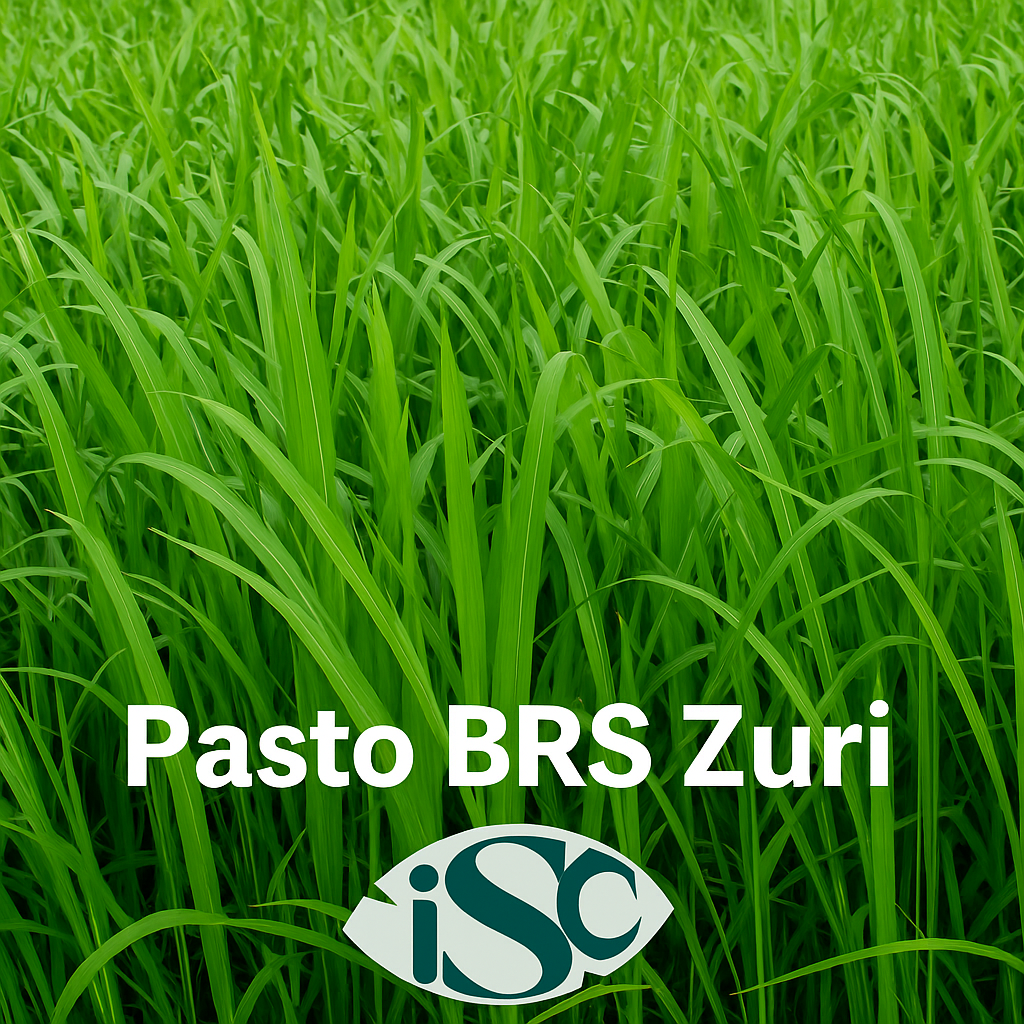 Semilla de Pasto BRS Zuri (Panicum) – Alto Rendimiento para Carne y Leche