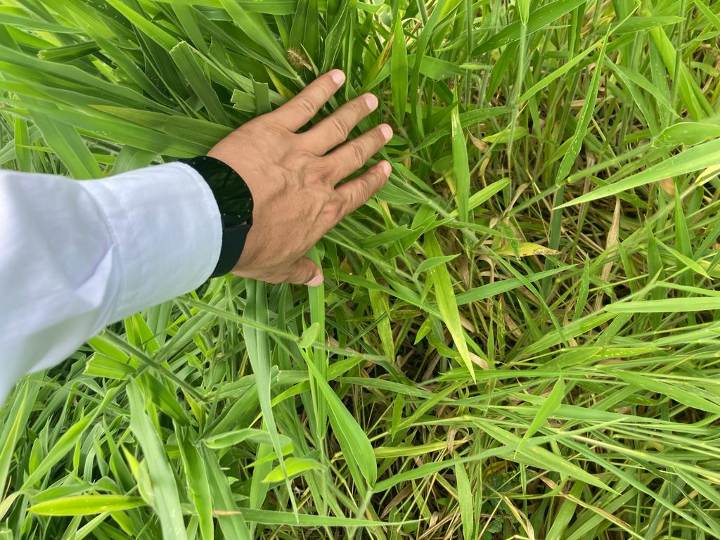 🌱Semilla de Pasto Ruziziensis (Brachiaria ruziziensis) – Forraje Tropical de Rápido Establecimiento