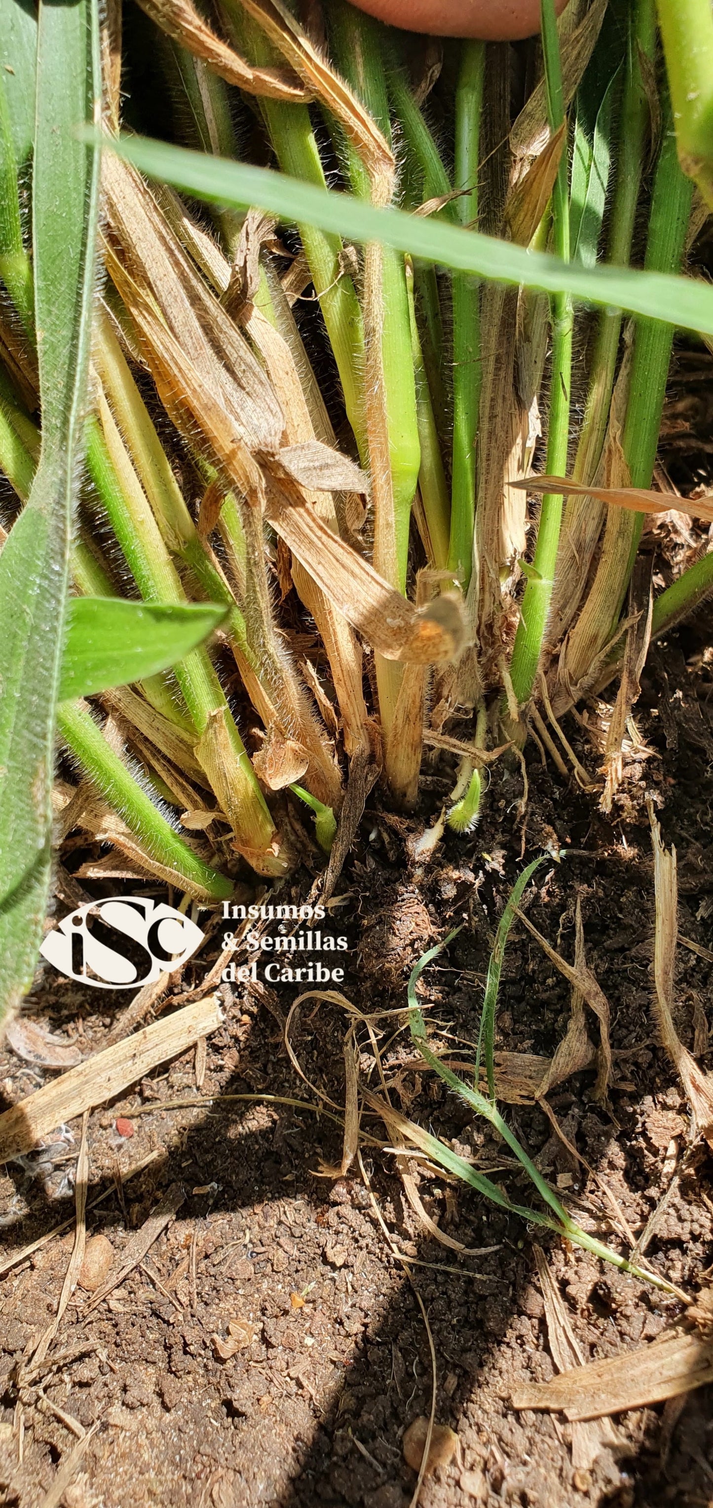 Semilla de Pasto Mavuno (Brachiaria híbrido) – Forraje de Alta Productividad para Carne y Leche