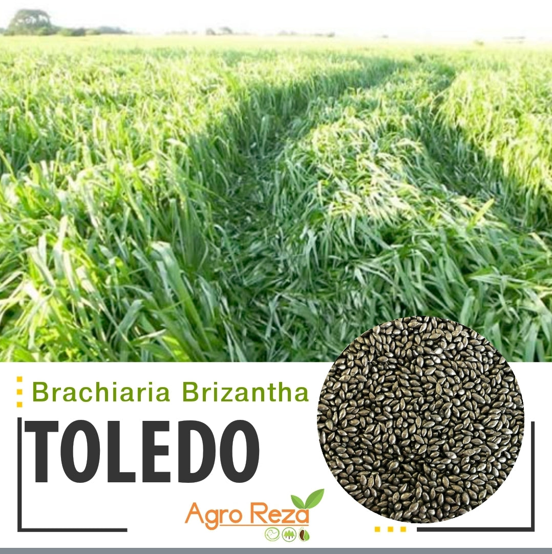 Semilla de Pasto Toledo (Brachiaria brizantha) – Forraje de Alto Rendimiento para Carne y Leche