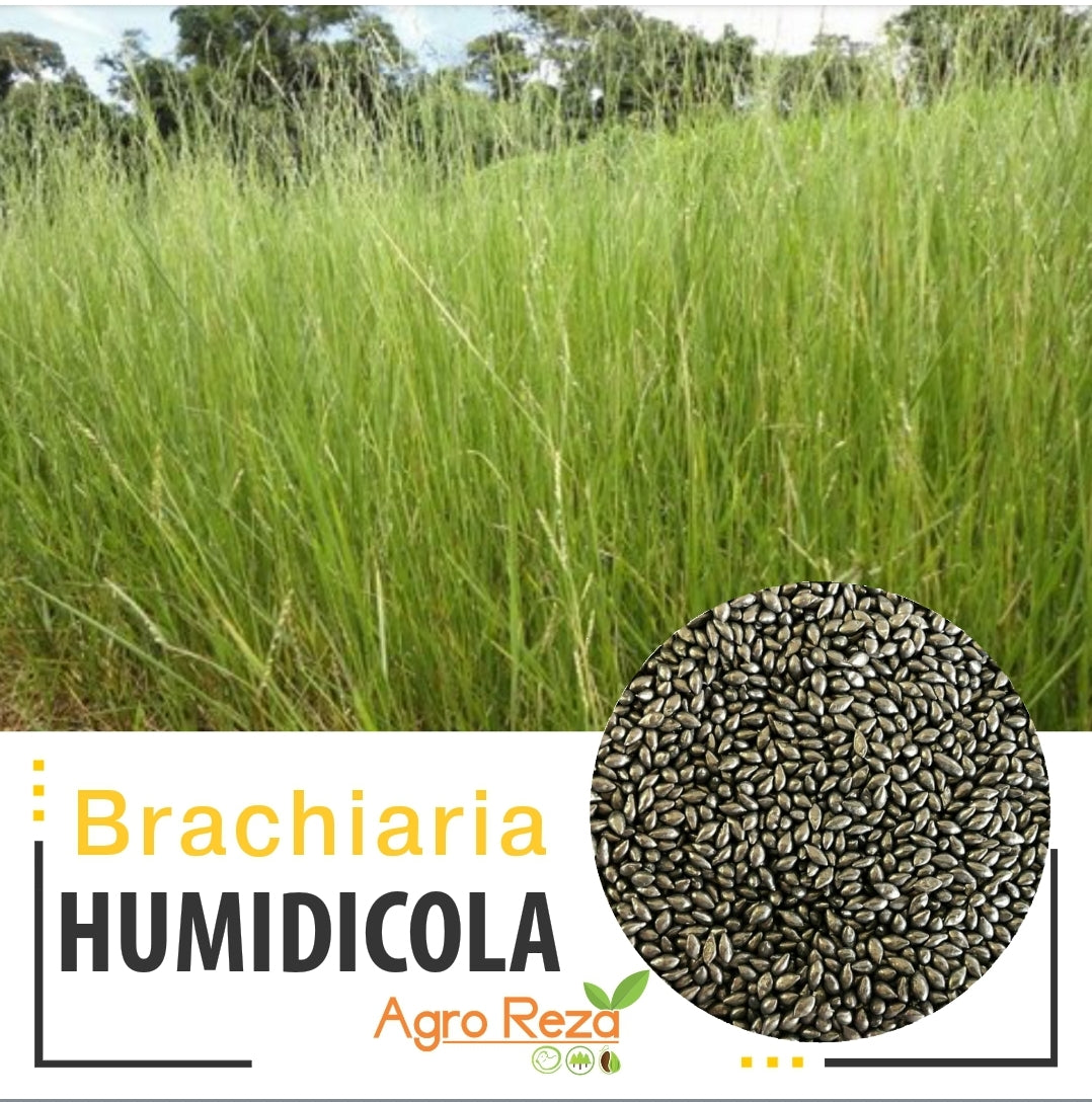 Semilla de Pasto Humidicola (Brachiaria humidicola) – Forraje de Alta Adaptación en Suelos Ácidos