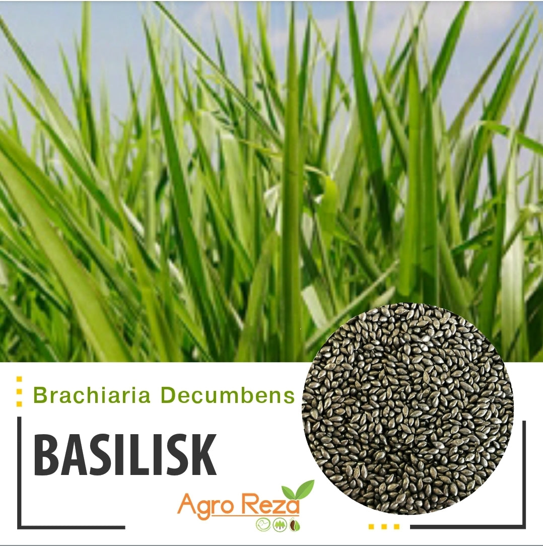 🌱 Semilla de Pasto Brachiaria Decumbens (Brachiaria decumbens) – Forraje de Alto Rendimiento