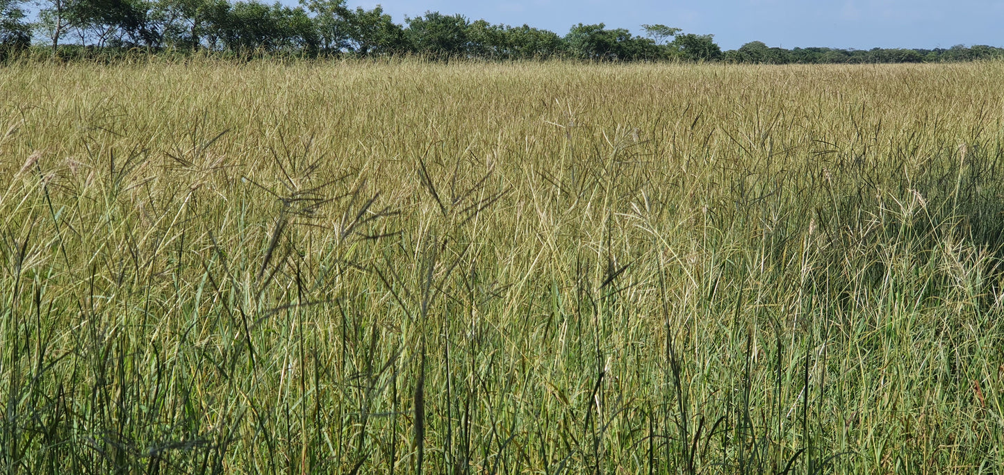 Semilla de Pasto Angleton (Dichanthium) – Forraje nativo, resistente y persistente