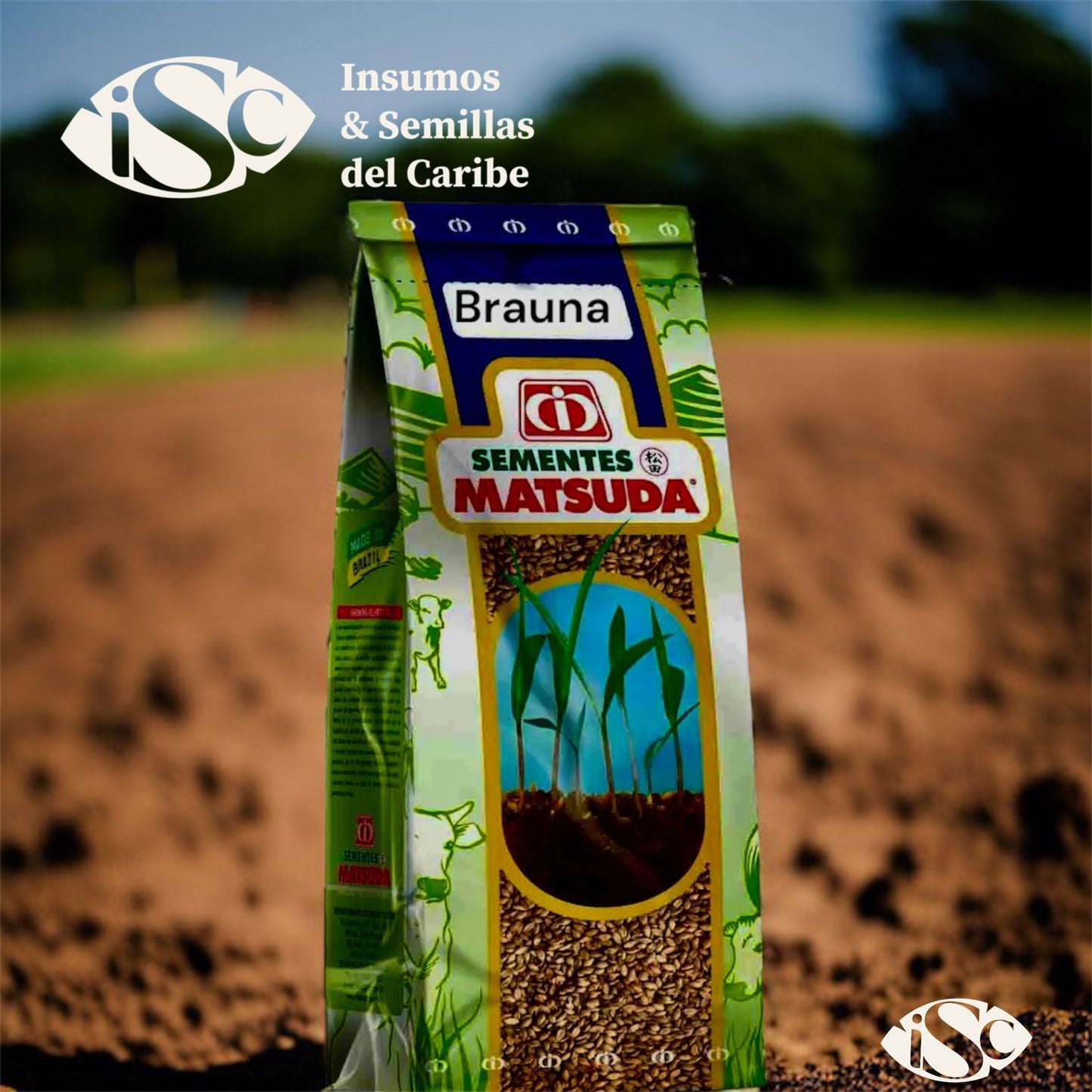 Semilla de Pasto Brachiaria brizantha MG13 (Braúna) – Alto rendimiento para carne y leche