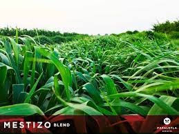 Semilla de Pasto Brachiaria Mestizo Blend – Forraje tropical de alta producción