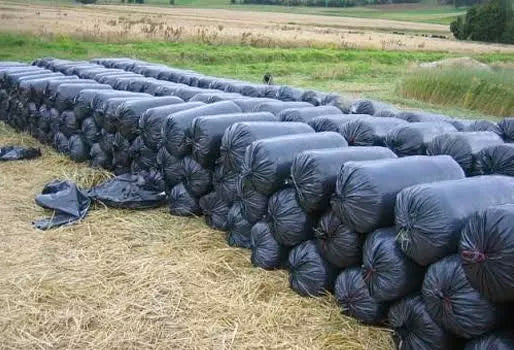 Ensilaje de maíz x tonedala