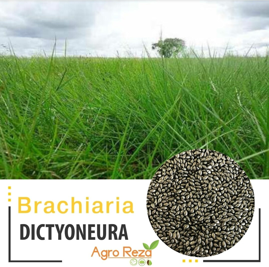 Semilla de Pasto Brachiaria Llanero (Brachiaria humidicola) – Forraje para Suelos Ácidos y Húmedos