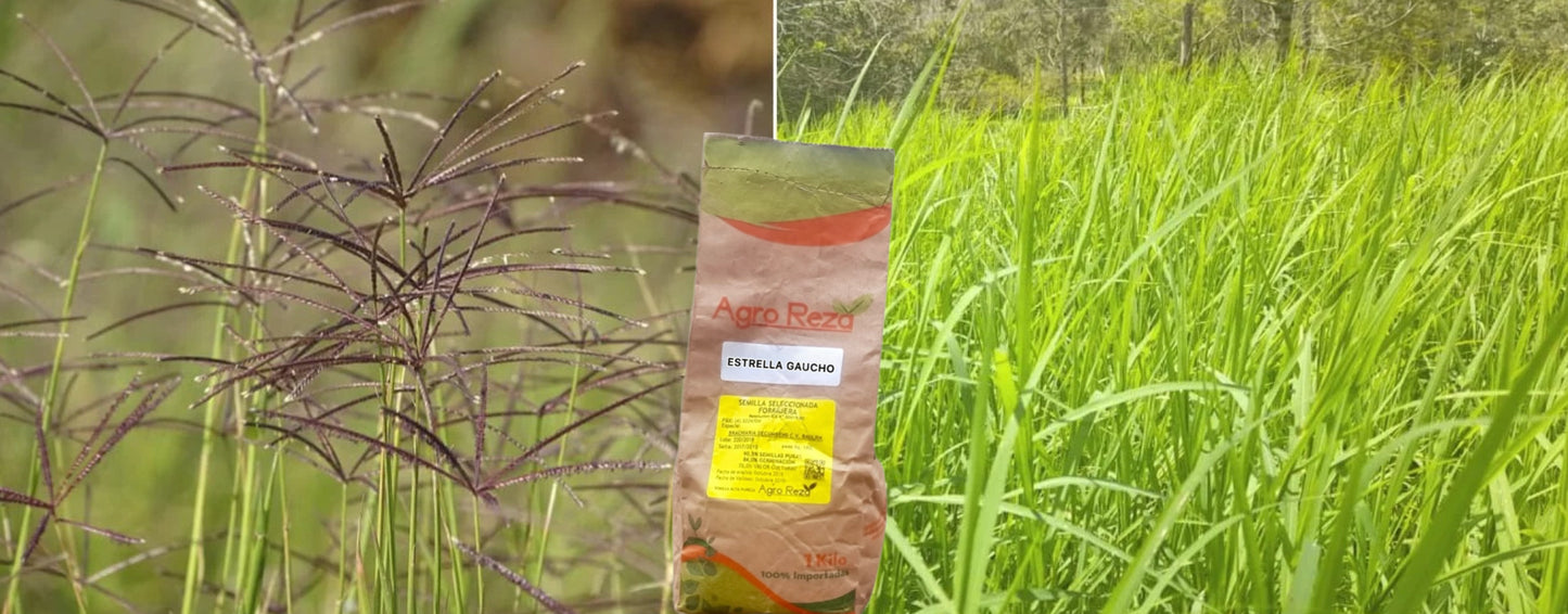 Semilla de Pasto Estrella Africana (Cynodon) – Cobertura rápida y alta resistencia
