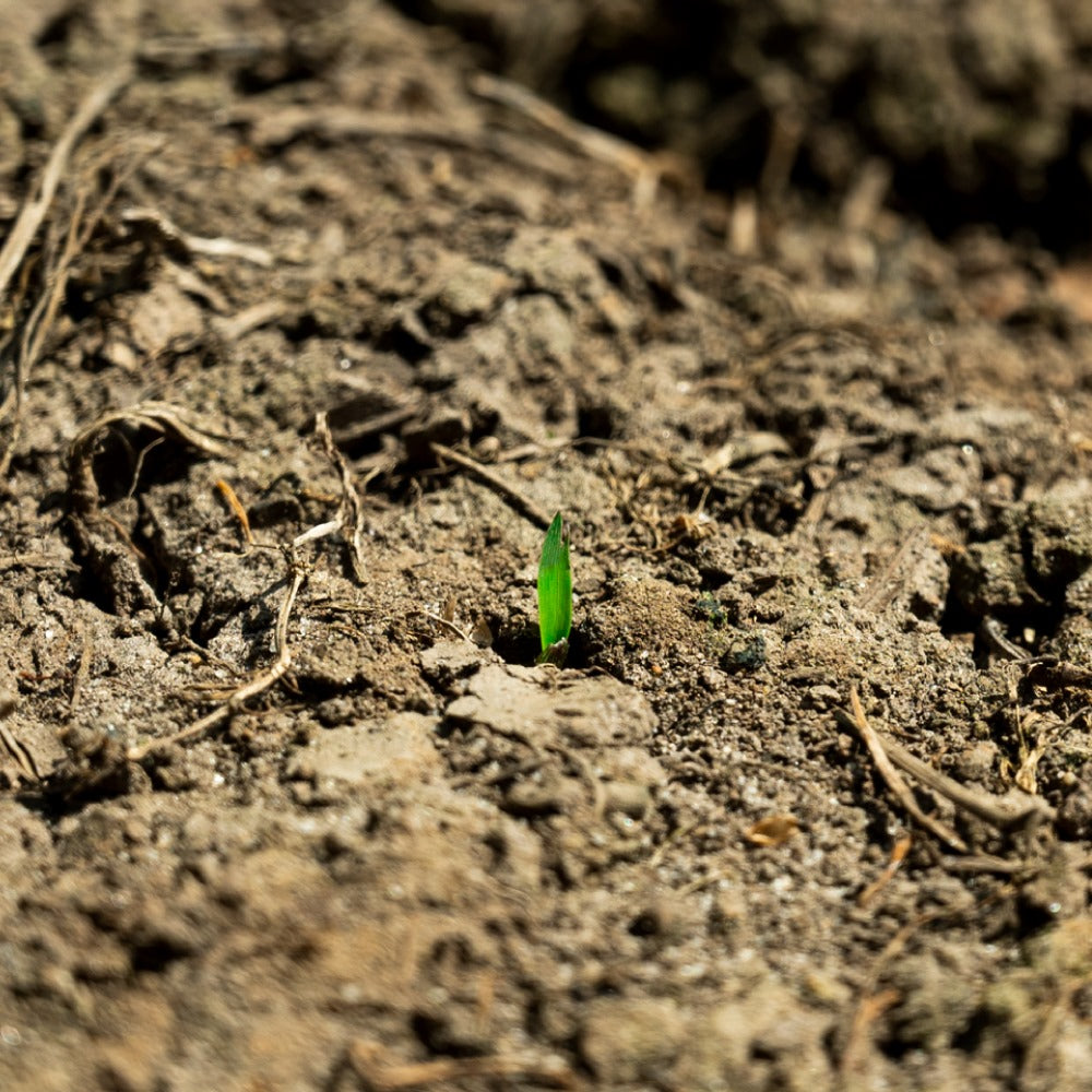 Semilla de Pasto Mavuno (Brachiaria híbrido) – Forraje de Alta Productividad para Carne y Leche