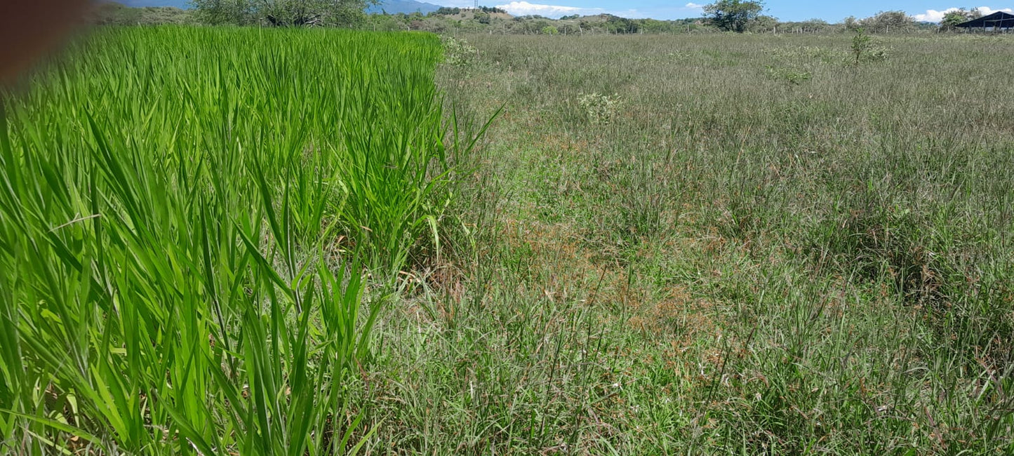 Semilla de Pasto Mavuno (Brachiaria híbrido) – Forraje de Alta Productividad para Carne y Leche
