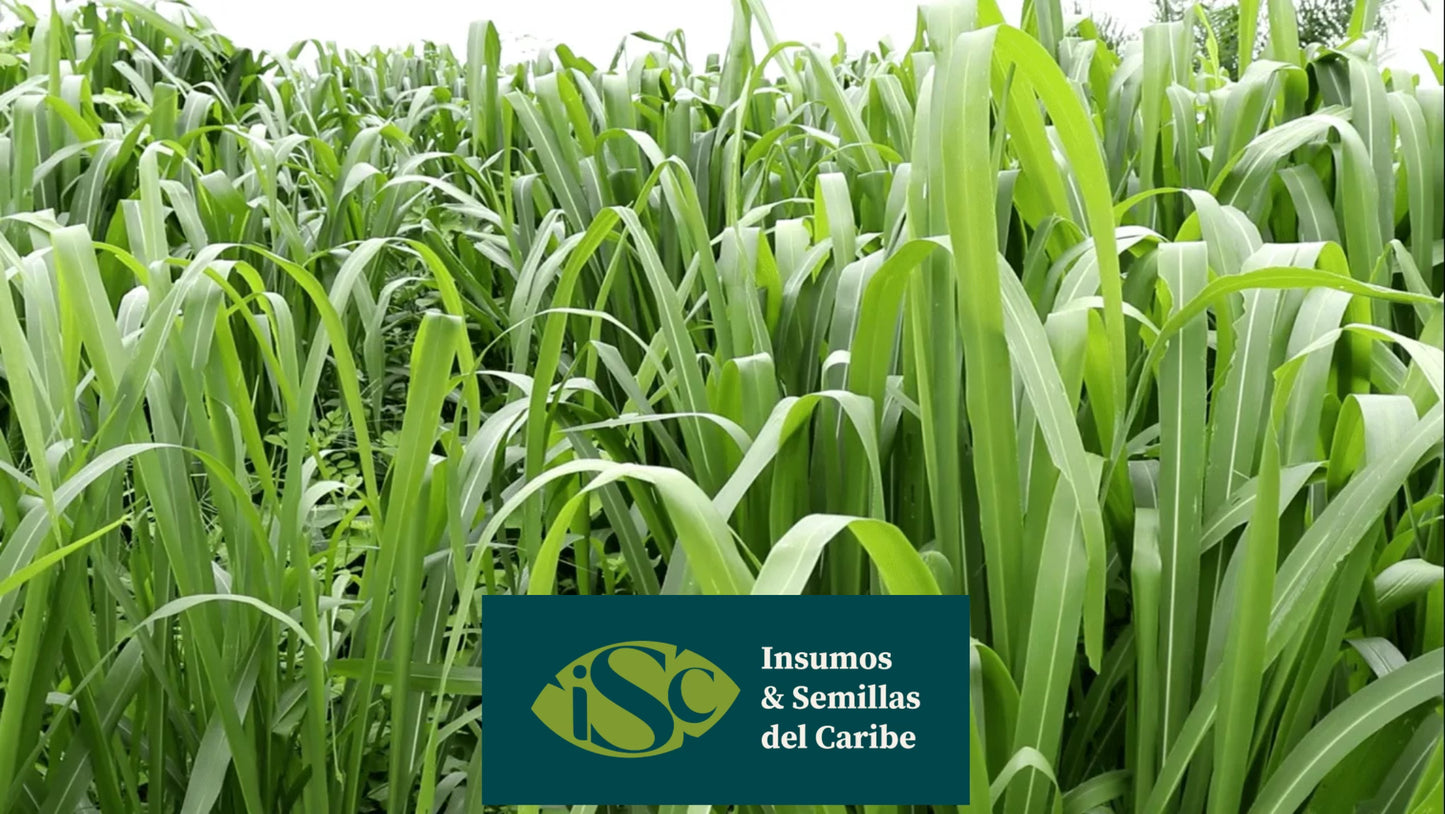 Semilla de Pasto Miyagui – Brachiaria brizantha MG-5 (Xaraés) para Carne y Leche