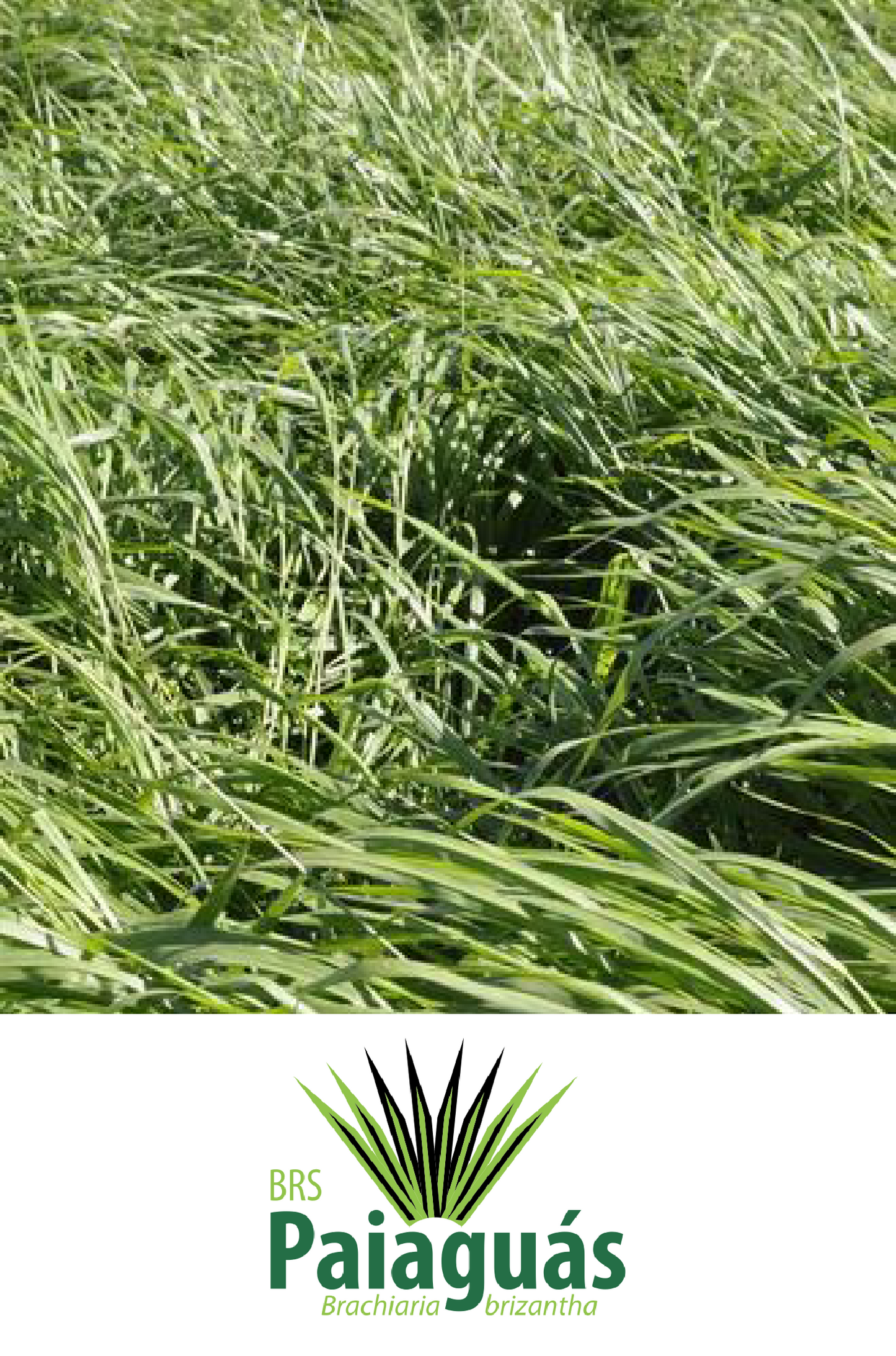 Semilla de Pasto Brachiaria brizantha BRS Paiaguás – Alto rendimiento en época seca