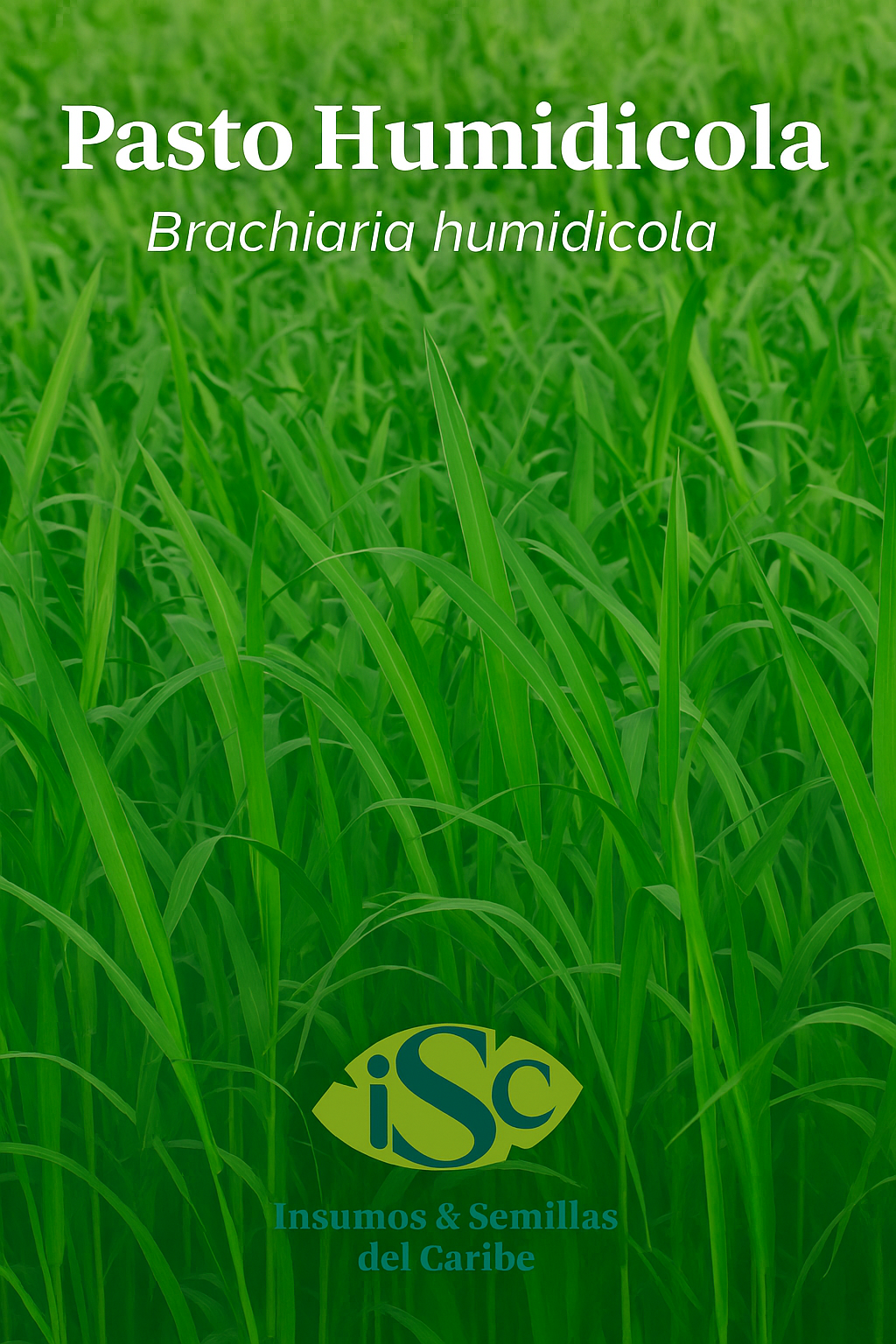 Semilla de Pasto Humidicola (Brachiaria humidicola) – Forraje de Alta Adaptación en Suelos Ácidos