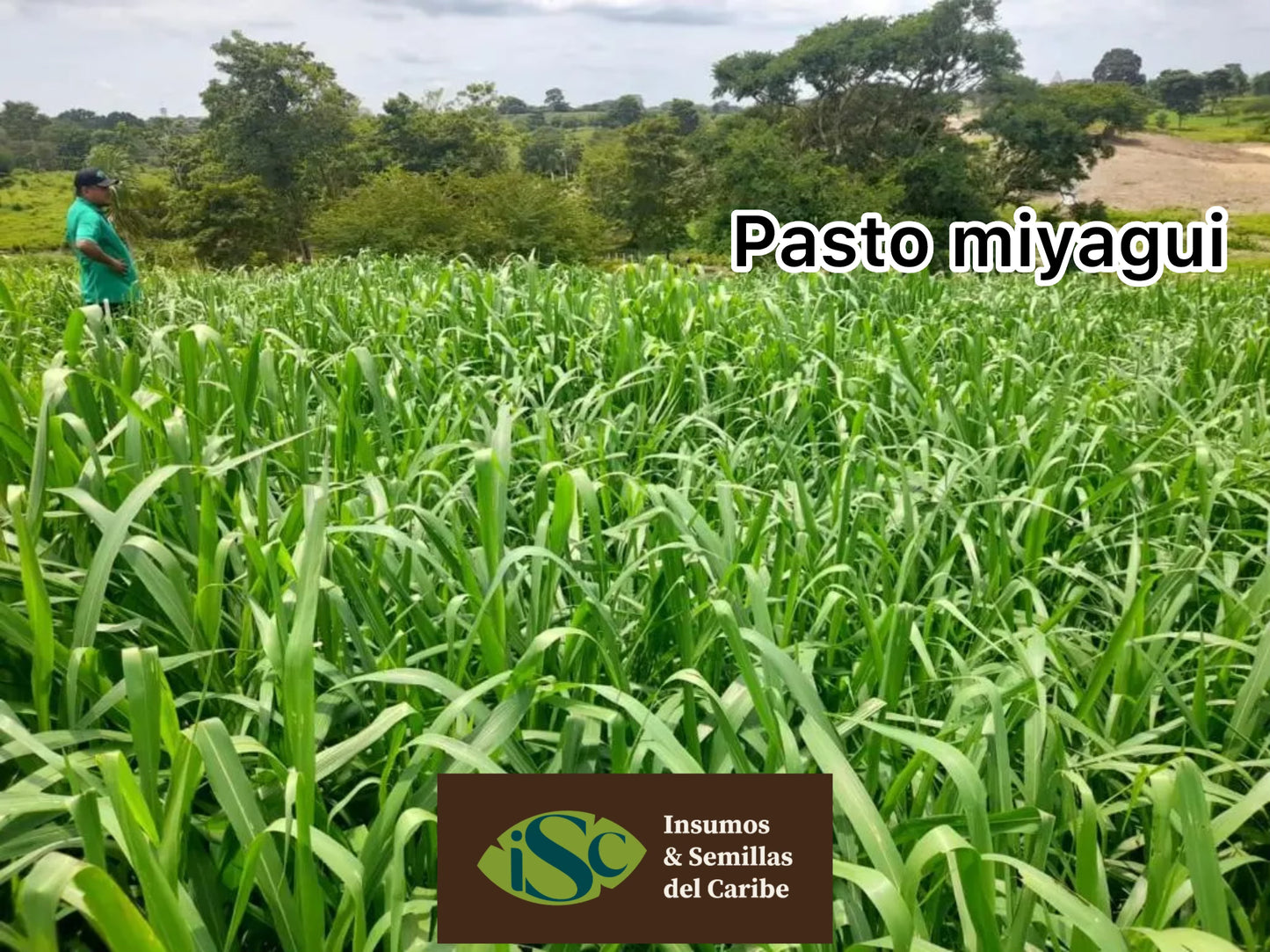 Semilla de Pasto Miyagui – Brachiaria brizantha MG-5 (Xaraés) para Carne y Leche