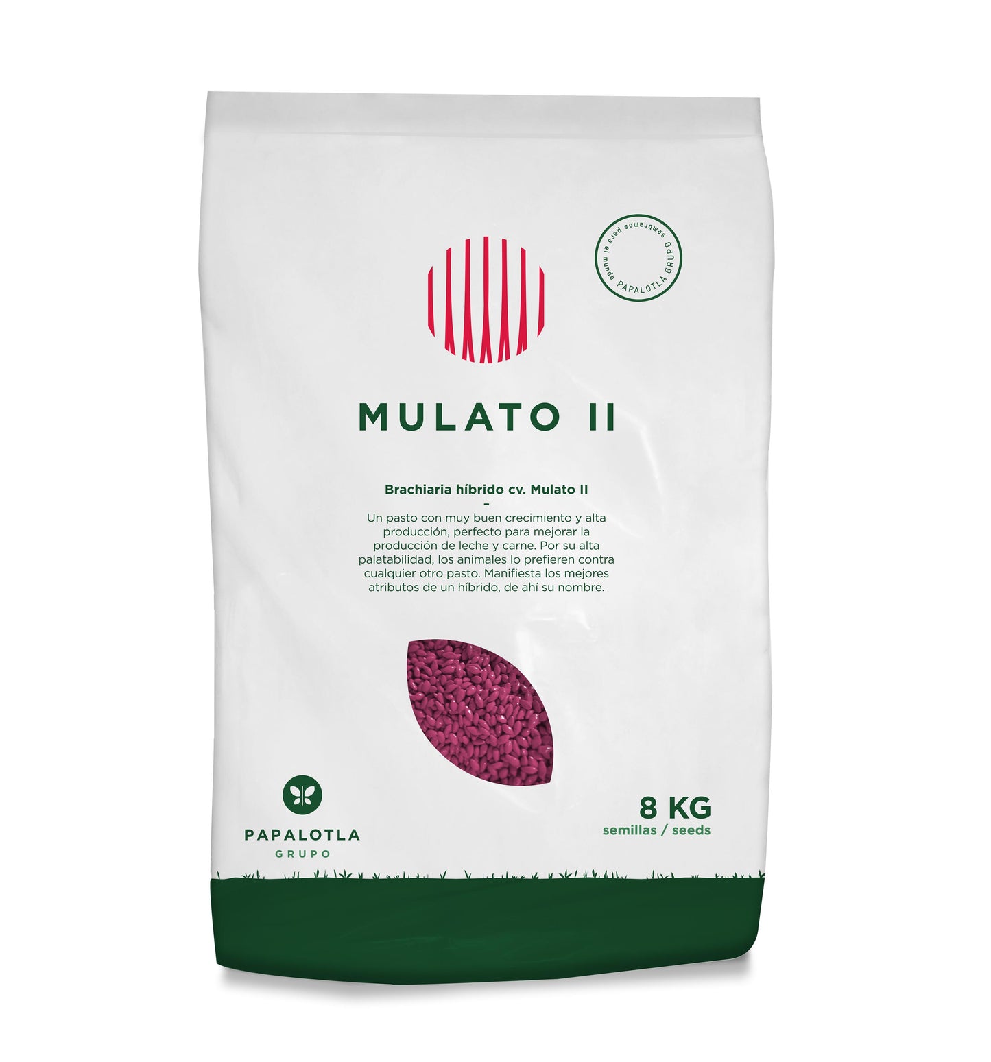 Brachiaria Hibrida Mulato II x 2 kilos