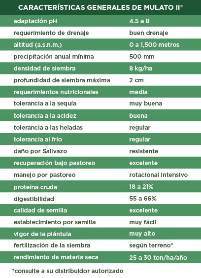 Semilla de Pasto Mulato II (Brachiaria híbrido cv. Mulato II) – Forraje de alto rendimiento
