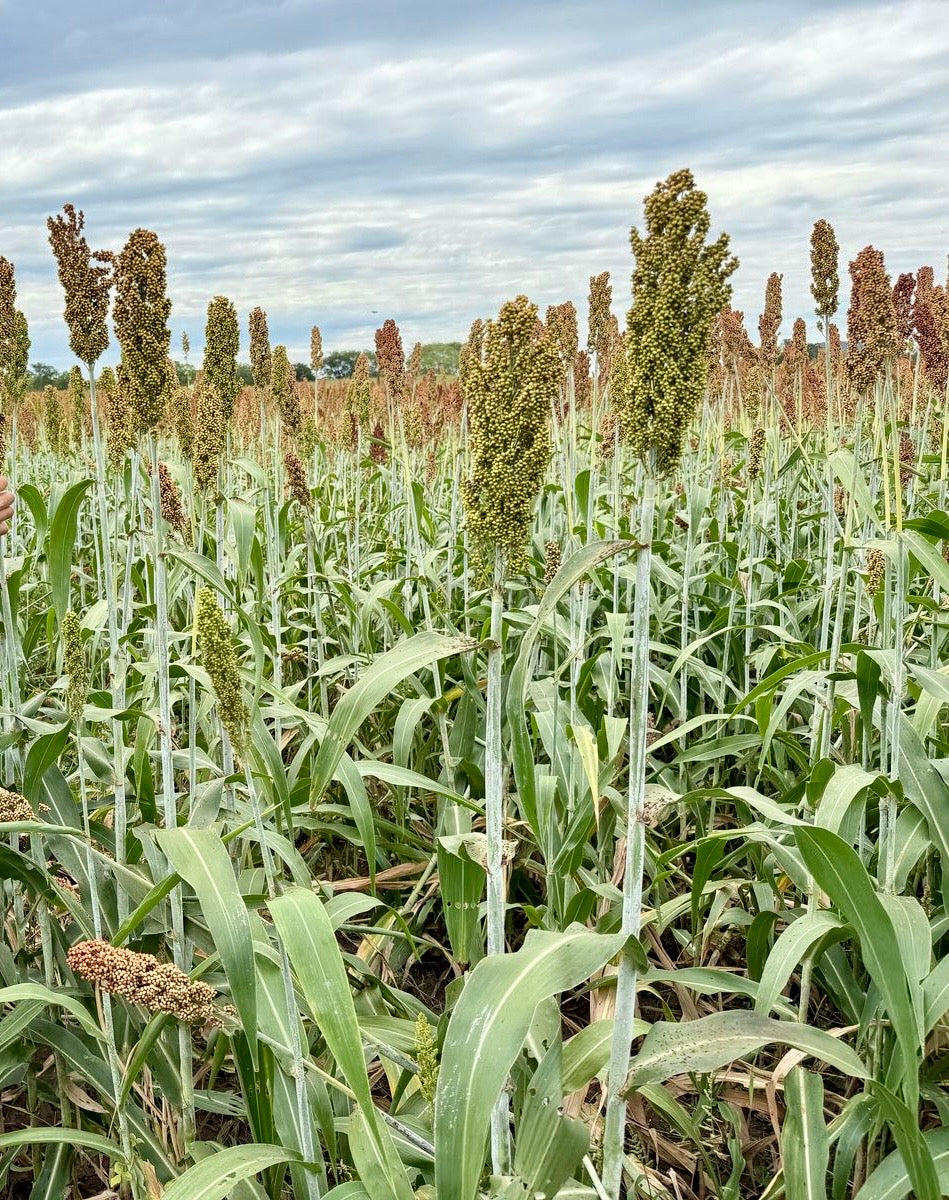 Sorgo Granifero Doble Proposito CTO 155 x 10 Kilos
