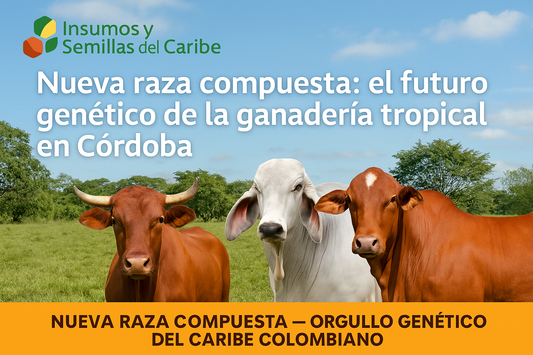 🧬 Nueva raza compuesta: el futuro genético de la ganadería tropical en Córdoba