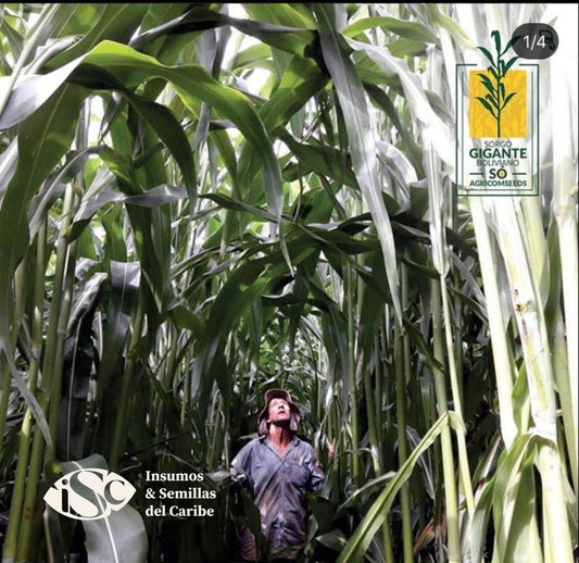 Sorgo Gigante Boliviano en Colombia: forraje de alto rendimiento para ganadería de leche y carne