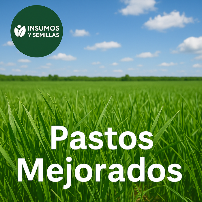 🌱 Semillas de pastos