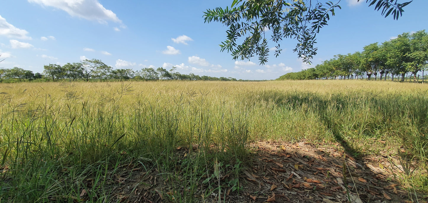 Semilla de Pasto Angleton (Dichanthium) – Forraje nativo, resistente y persistente