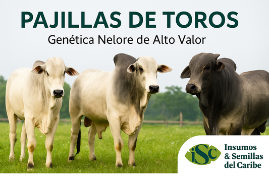 Lista de Precios Pajillas Nelore | Insumos y Semillas del Caribe