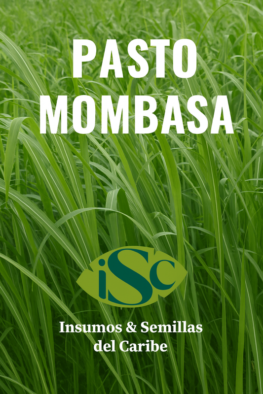 🌱 Semilla de Pasto Mombasa (Panicum maximum) – Forraje de Alto Rendimiento