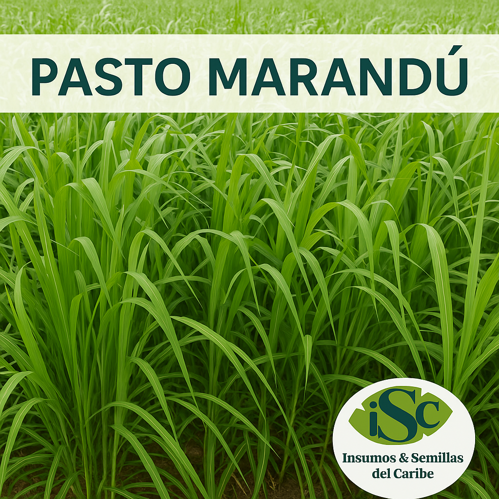 🌱 Semilla de Pasto Marandú (Brachiaria brizantha) – Forraje de Alto Rendimiento
