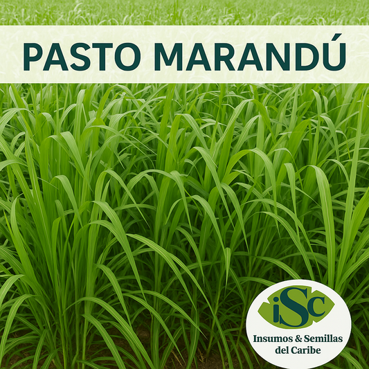 🌱 Semilla de Pasto Marandú (Brachiaria brizantha) – Forraje de Alto Rendimiento