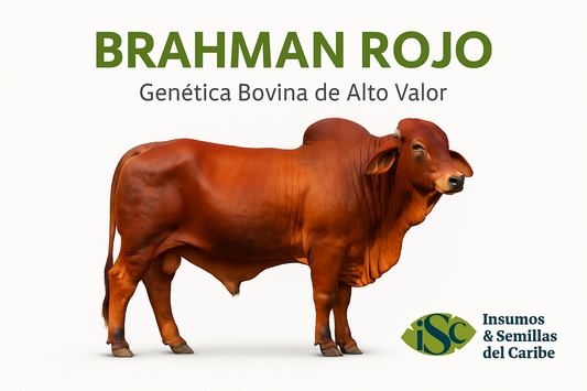 Lista de Precios Pajillas Brahman Rojo | Insumos y Semillas del Caribe