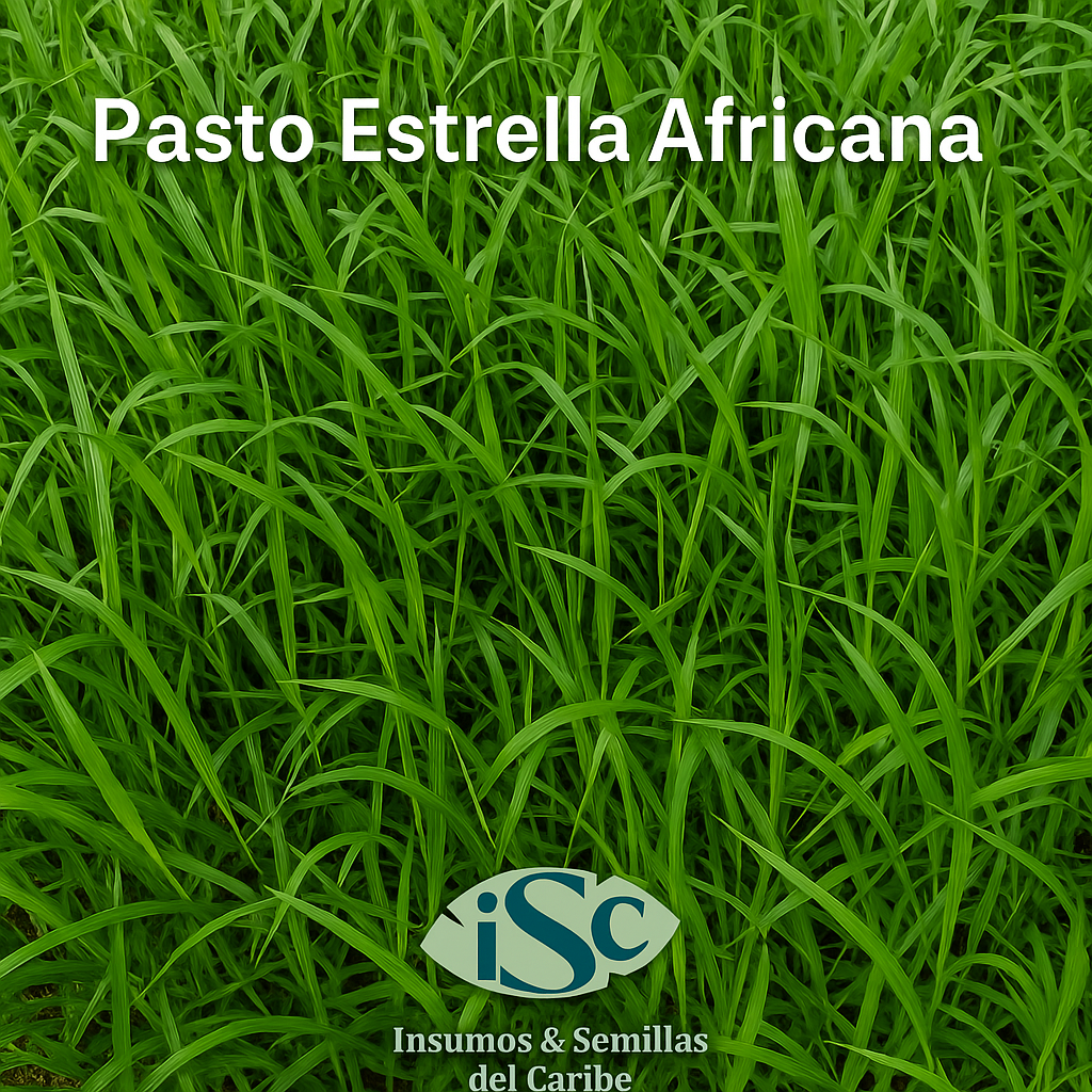 Semilla de Pasto Estrella Africana (Cynodon) – Cobertura rápida y alta resistencia